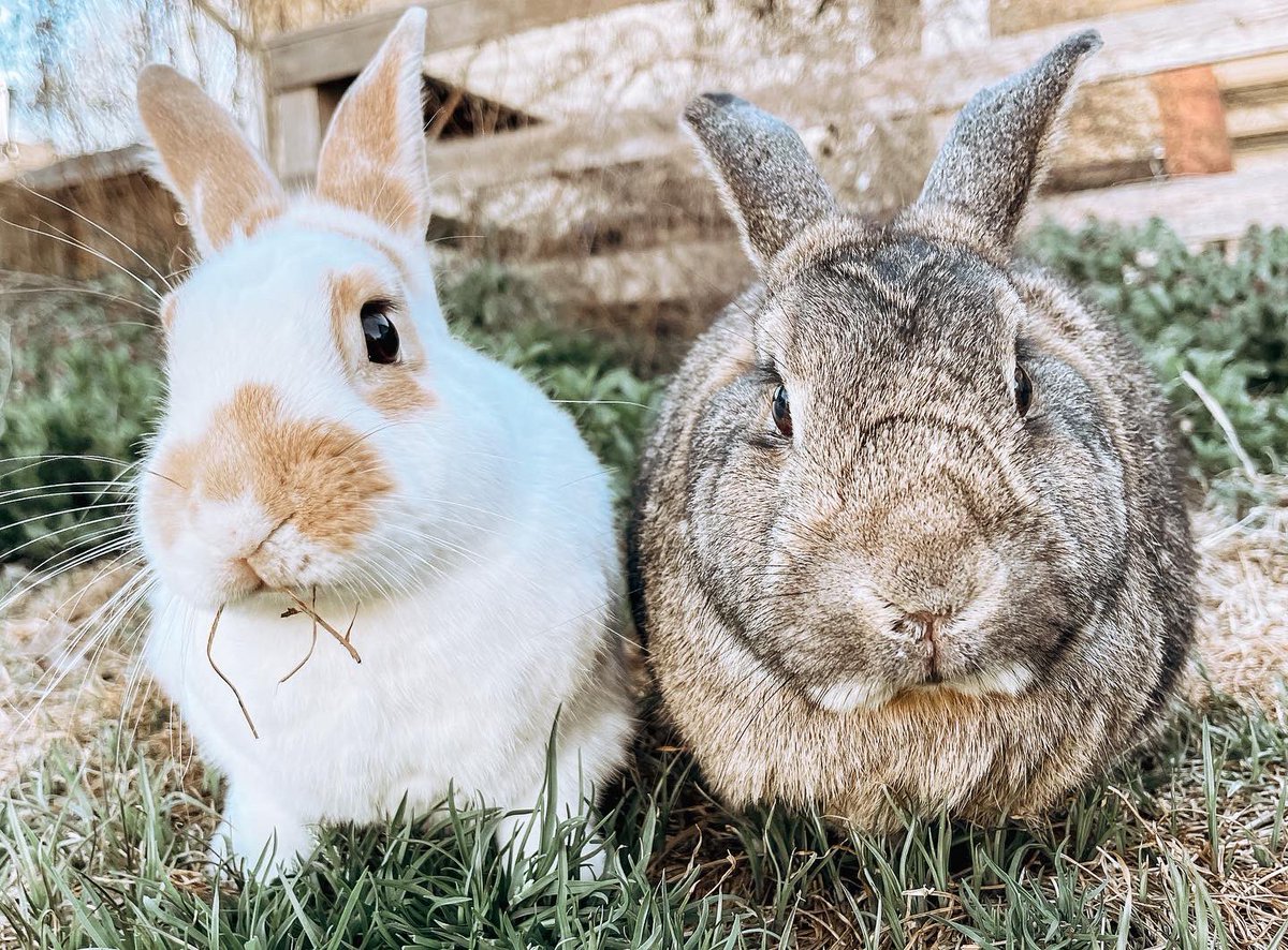 Happy Easter from my 4 Easter bunnies 🐇🐣🌸 #flowerandthumper #easter #easterbunny #easterbunnies #pets #adorable #cute #cutepets #hollandlop #bunniesofinstagram