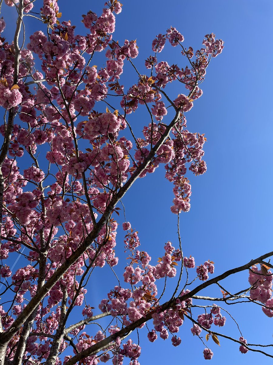 Heerlijk languit in de tuin, de zon op m’n huid, een verkoelend drankje en dit geweldige uitzicht. Veel beter wordt het niet. 🌸🌺🌞

#Pasen #lente #prunus