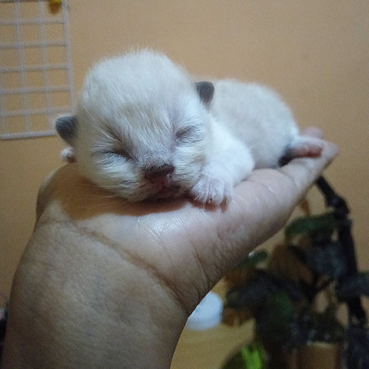veelians's tweet photo. Kenapa kamu cepet besar 🤧🤧🤧💞💞💞 https://t.co/1wZfBpQo8S