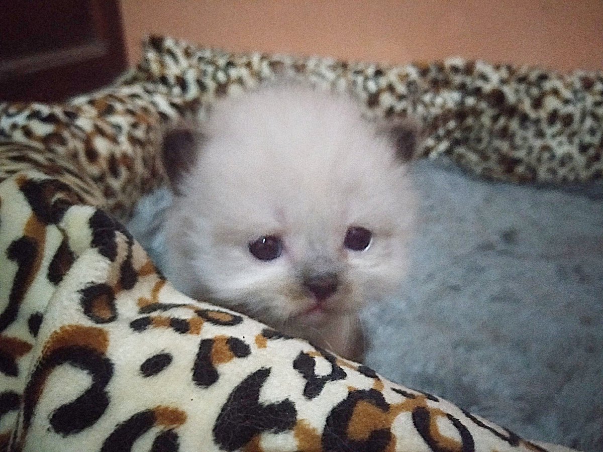 veelians's tweet photo. Kenapa kamu cepet besar 🤧🤧🤧💞💞💞 https://t.co/1wZfBpQo8S