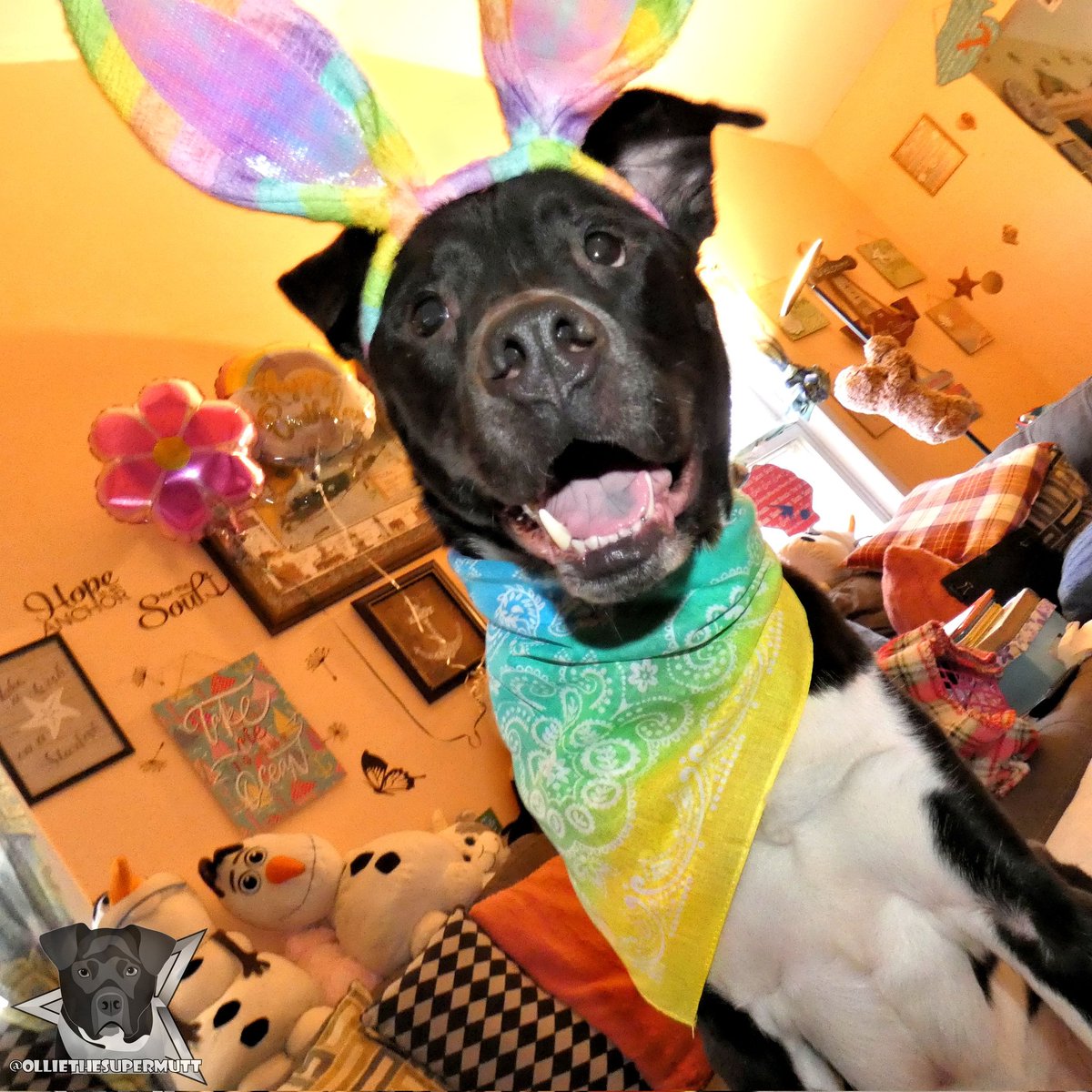 Happy Easter Everypawdy! The Easter Bunny came and I got a basket full of toys and treats! I hope you got some too! 🐰💛🐣💗🐇
.
-🐶-
.
#dogsoftwitter #dogsofinstagram #Twitterdogs Easter #Easter #Easter2022 #EasterHolidays #EasterWeekend #EasterSunday #HappyEaster #EasterBunny