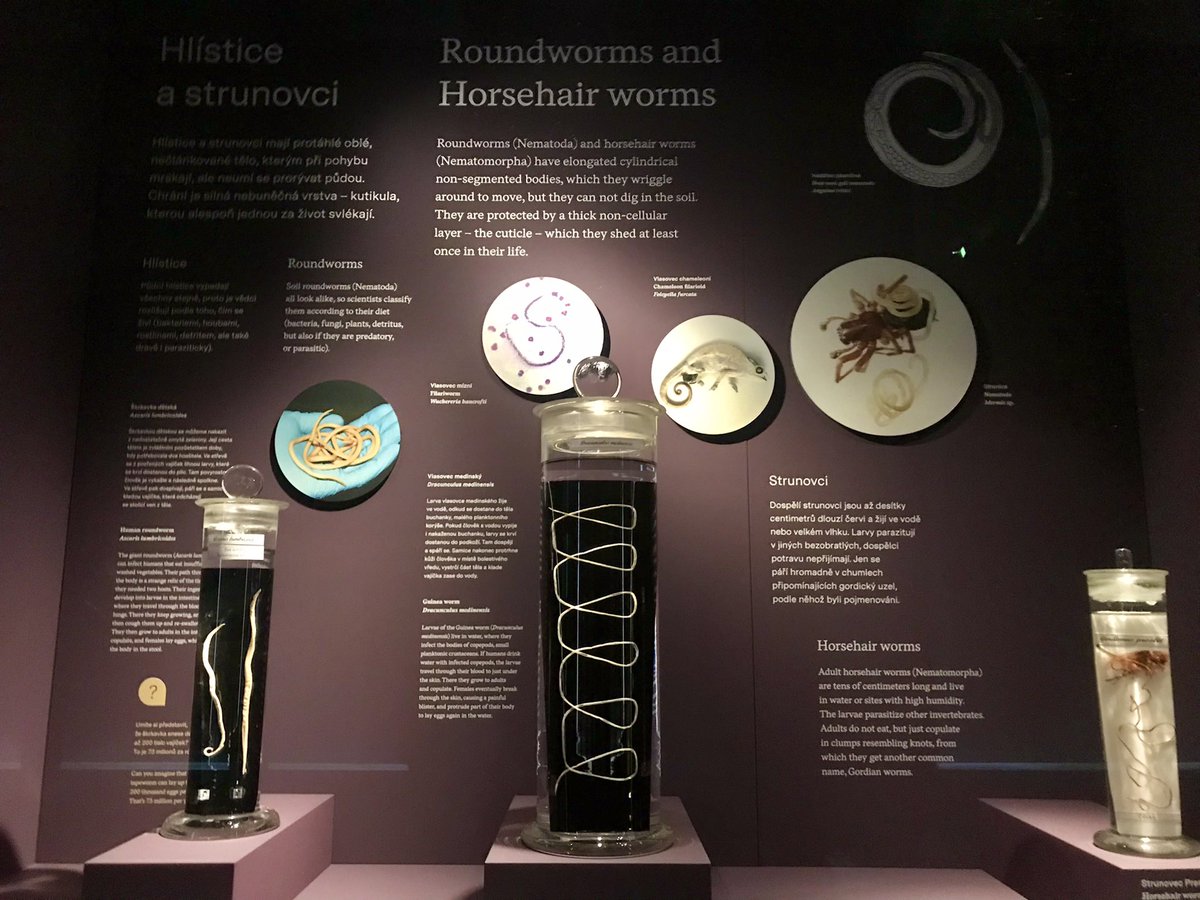 #Nematodes at Prague’s National Museum! 🤩🪱