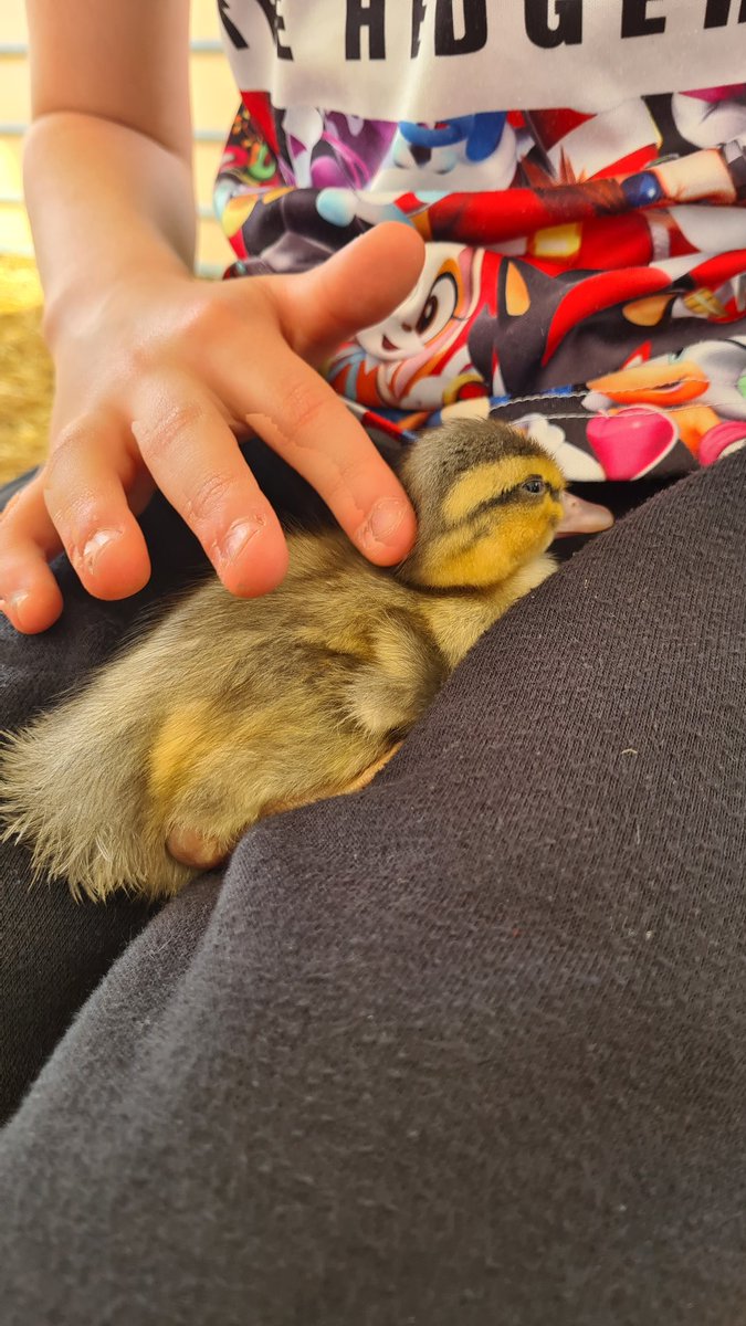 Bethulhu (@bethpaw) on Twitter photo Had a gorgeous day at <a href="/HattonWorld/">Hatton Country World</a> today. Met lots of beautiful baby animals and got to take home hand picked daffodils Had a gorgeous day at <a href="/HattonWorld/">Hatton Country World</a> today. Met lots of beautiful baby animals and got to take home hand picked daffodils