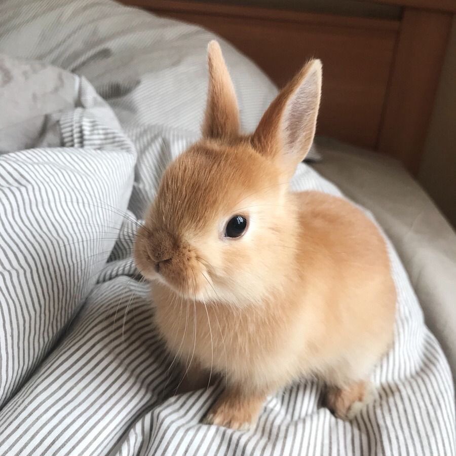 RabbitEveryHour's tweet photo. https://t.co/0uAdzBd5Rv