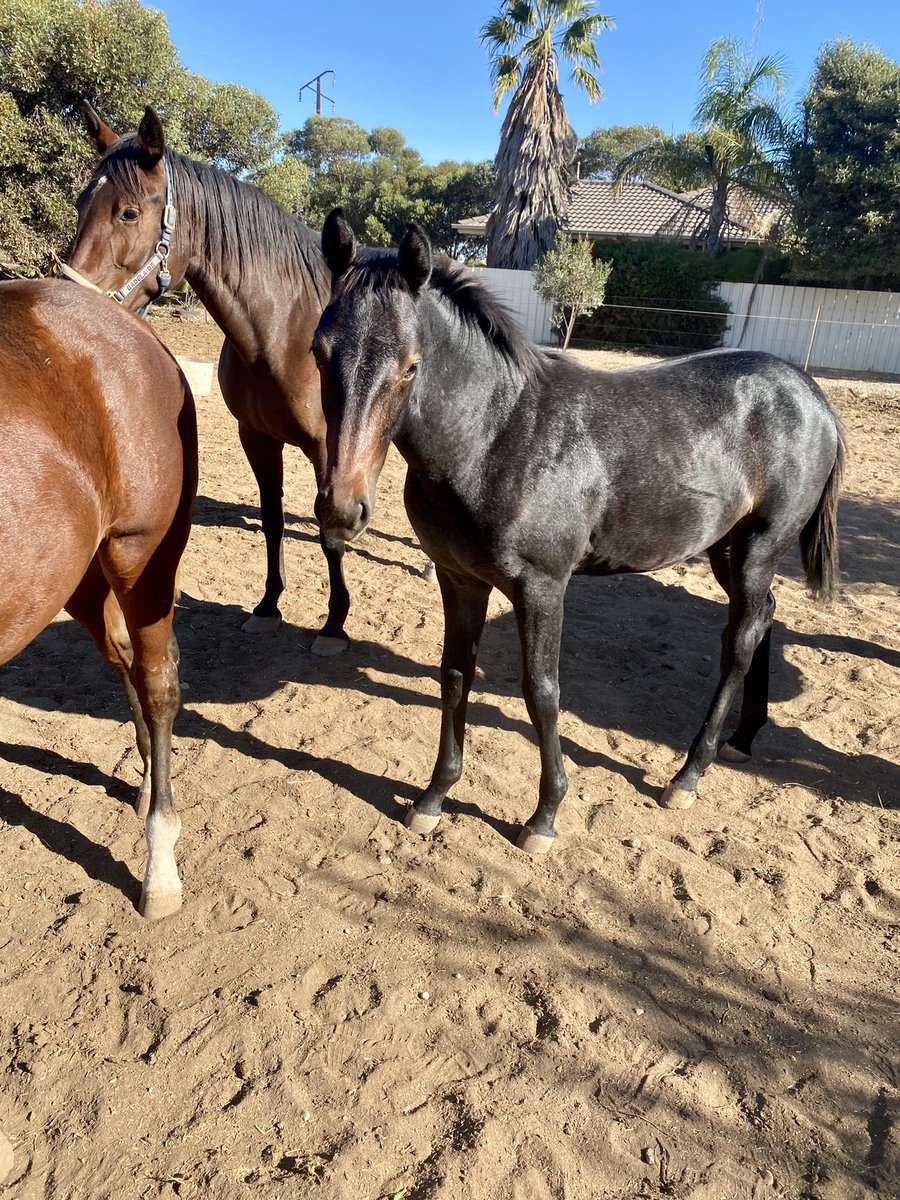 TSllinke's tweet photo. Two #downbytheseaside foals are glowing and growing 💪 💖 The big GREY filly is perfection 🥰 and Broodmare is #JetQuick and the big stunning colt’s Broodmare is #Badelaide @WoodlandsStudNZ #finallygotagrey #inlove #perfection #future #sabred #beautiful #innocent #horses https://t.co/xJoyMvj6Kr
