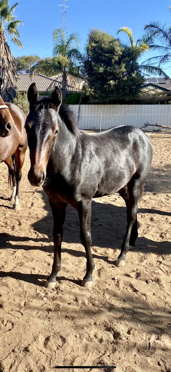 TSllinke's tweet photo. Two #downbytheseaside foals are glowing and growing 💪 💖 The big GREY filly is perfection 🥰 and Broodmare is #JetQuick and the big stunning colt’s Broodmare is #Badelaide @WoodlandsStudNZ #finallygotagrey #inlove #perfection #future #sabred #beautiful #innocent #horses https://t.co/xJoyMvj6Kr