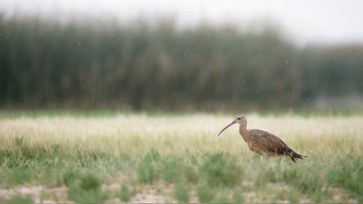 Cameronghunter1's tweet photo. Long-billed Curlew with a long face..#birdwatching #birding #canadianwildlife https://t.co/2AzOUv8Xa0