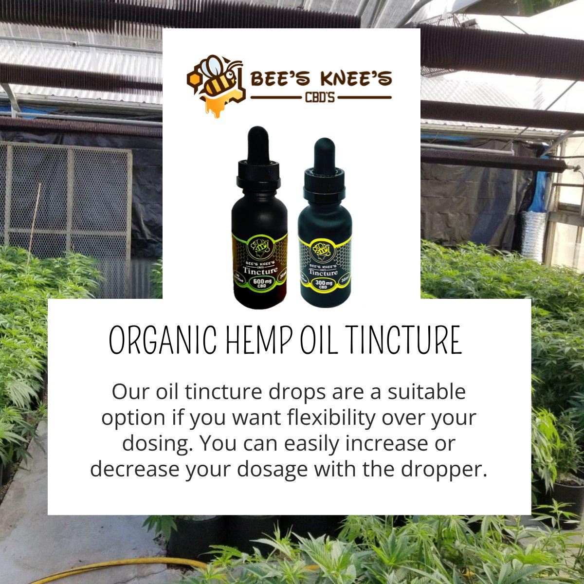 BeesKneesCBDs's tweet image. Our oil tincture drops are a suitable option if you want flexibility over your dosing. You can easily increase or decrease your dosage with the dropper. #hemp #hempoil #hempextract #hempheals #happyeasterhttps://bit.ly/2pLM6Ix