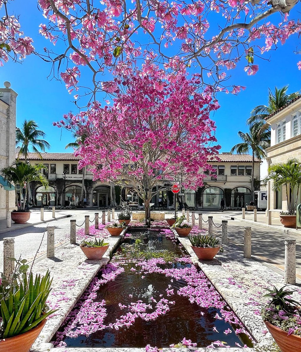 Living life in full bloom 🌸 Have a hoppy Easter!
#ThePalmBeaches #Easter

📸 <a href="/AlyssaKStevens/">Alyssa Stevens</a>