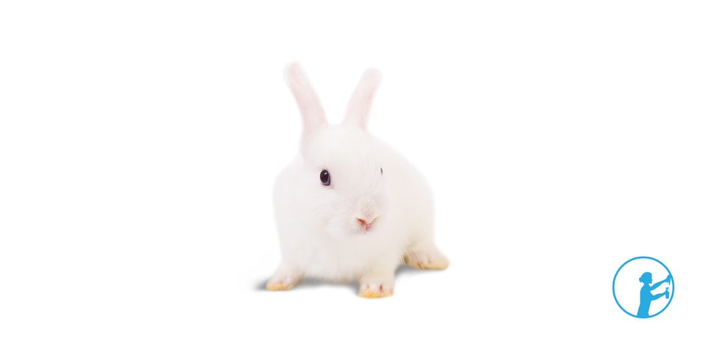 cleanrz's tweet photo. Happy Easter 🕊

#spotlesscleanrz #eastersunday https://t.co/xwMYKfG4JH