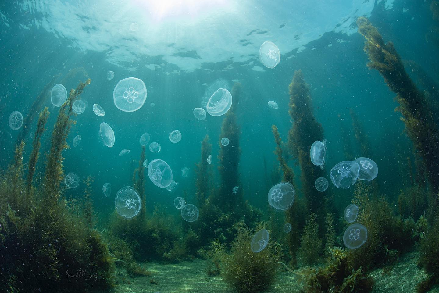 PADI on X: "Magical moon jellies in a kelp forest in Japan ✨ 📷:  @squirri007_dive https://t.co/aZXmc2VACv" / X