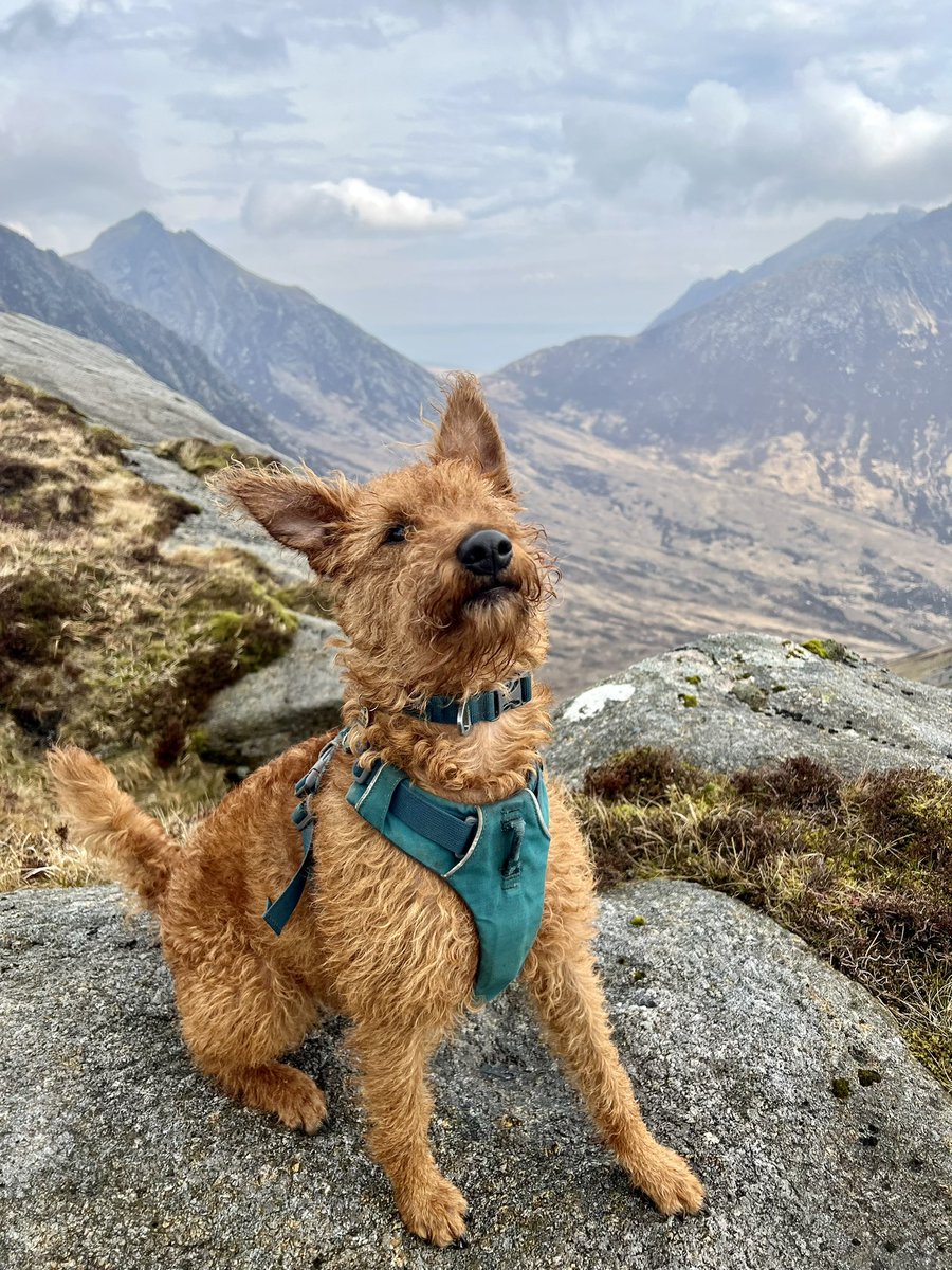 liamjblizard's tweet photo. Did the Three Beinns walk today with Big Suze, her first multi summit day. Smashed it, super sure footed over the steep bits, like a little ginger Ibex. https://t.co/edEWD30fFL