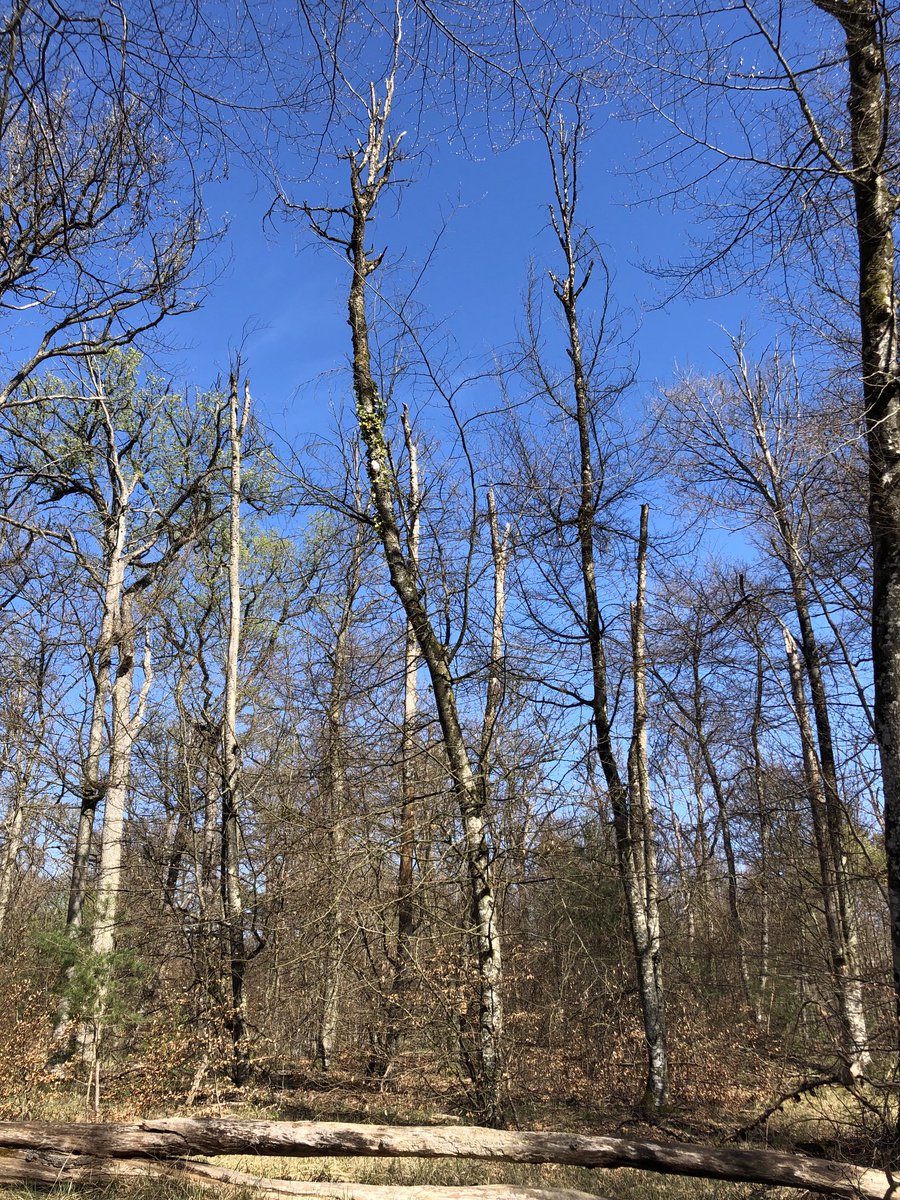 Résultat d une #forêt non gérée ! Quelle tristesse quelle désolation quel gâchis  Reserve biologique intégrale