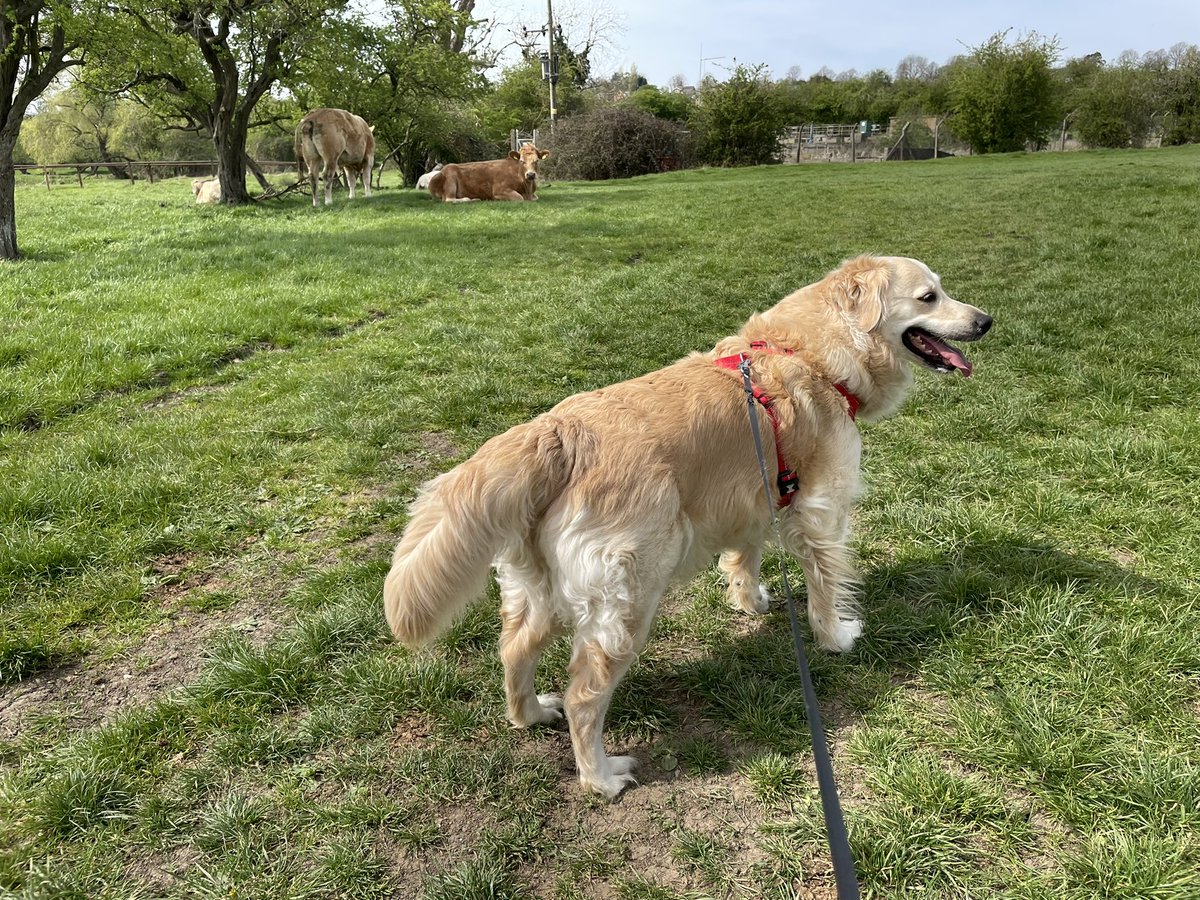 PaulHurst2020's tweet photo. A long walk with Mrs H and the dogs, to make way for lots of chocolate!
❤️🦮🚶‍♀️🦮🚶🏼🐾 #HappyEasterSunday https://t.co/Jj49BzJAxA