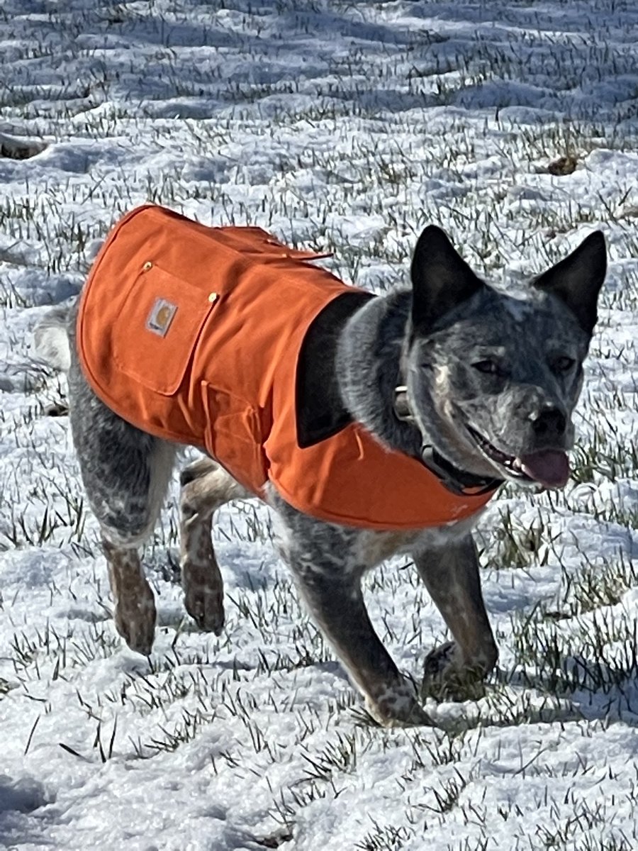 Got Buddy this working coat #carhartt #blueheeler #southbruce