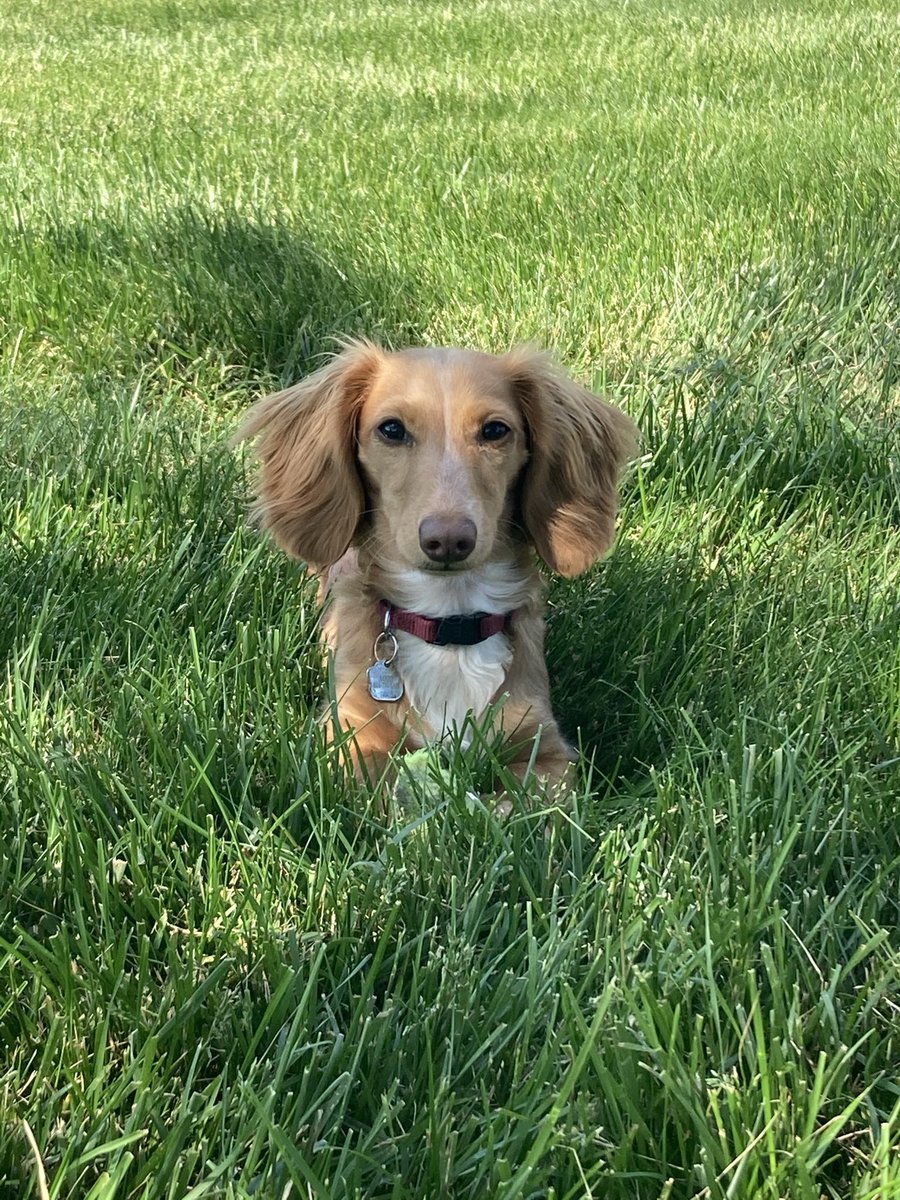 bverb962's tweet photo. @mpellittieri Ben and Louie send their condolences and their noses. Our thoughts are with you. https://t.co/6bWmW7oLiq