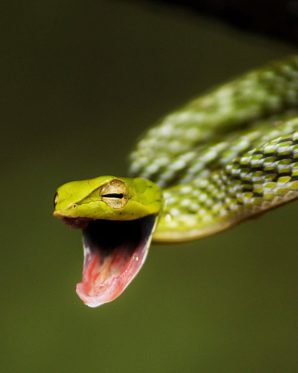 The Devil's Laugh 🐍

#snake #reptile #Green #nature #wildlife #snakesofindia #NFTCommunity #Nft #India #Wildlifeofindia #ReptilesofIndia