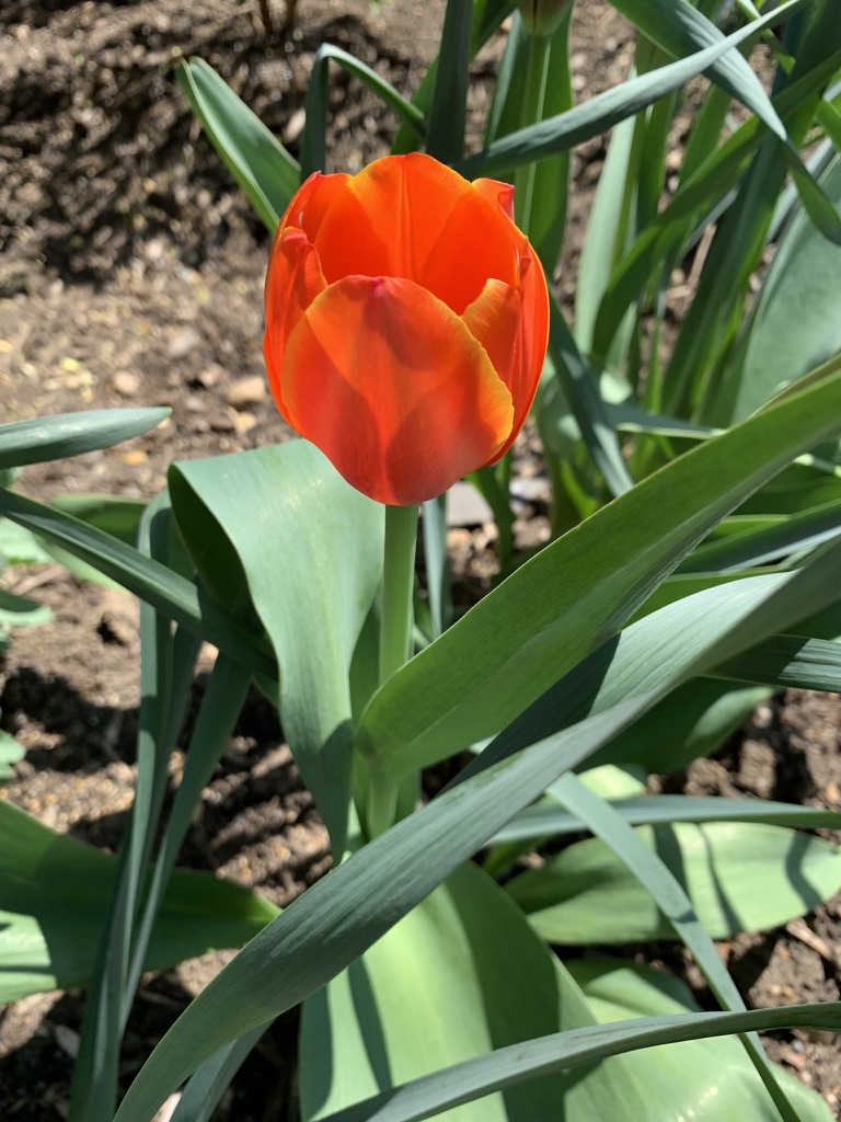 The path to happiness...is lined with tulips. Happy spring, happy holiday, happy vacation! Enjoy, everyone! 🌷🌷