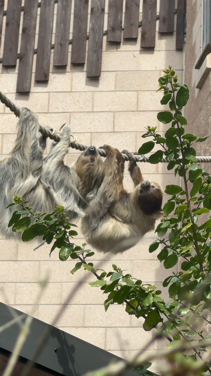 _klwxx's tweet image. Your sloths are too cute @chesterzoo!🥰