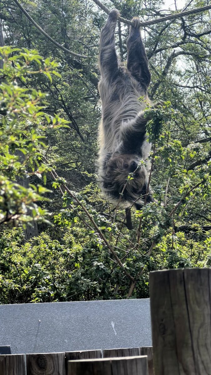 _klwxx's tweet image. Your sloths are too cute @chesterzoo!🥰