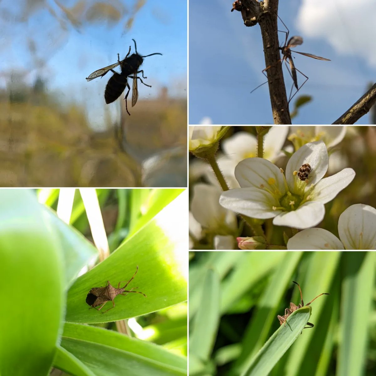 Louisa_Crispin's tweet photo. #insectwatch https://t.co/LhDj0OZ6tb