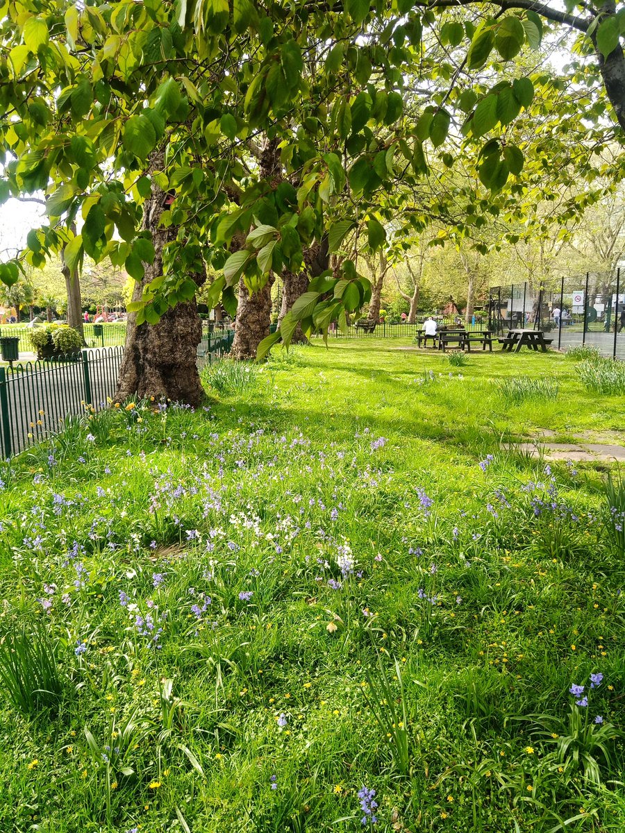 ecokent1's tweet photo. Walk in Archbishop's Park, #Lambeth #london https://t.co/XljVU4yhbX
