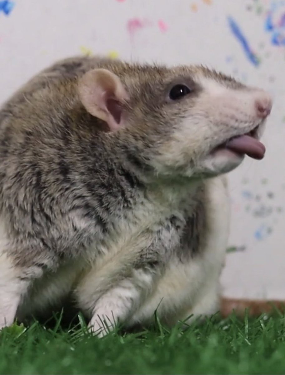 LegalizeRats's tweet image. 3 subscribers away from 1000 🐀🎊

youtube.com/channel/UCnbOO…