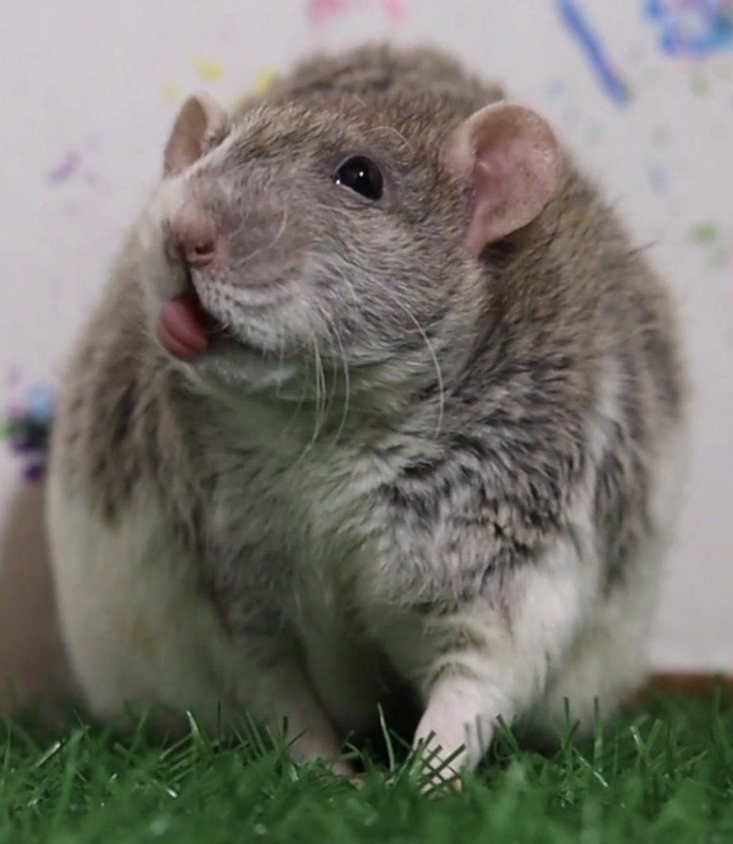 LegalizeRats's tweet image. 3 subscribers away from 1000 🐀🎊

youtube.com/channel/UCnbOO…