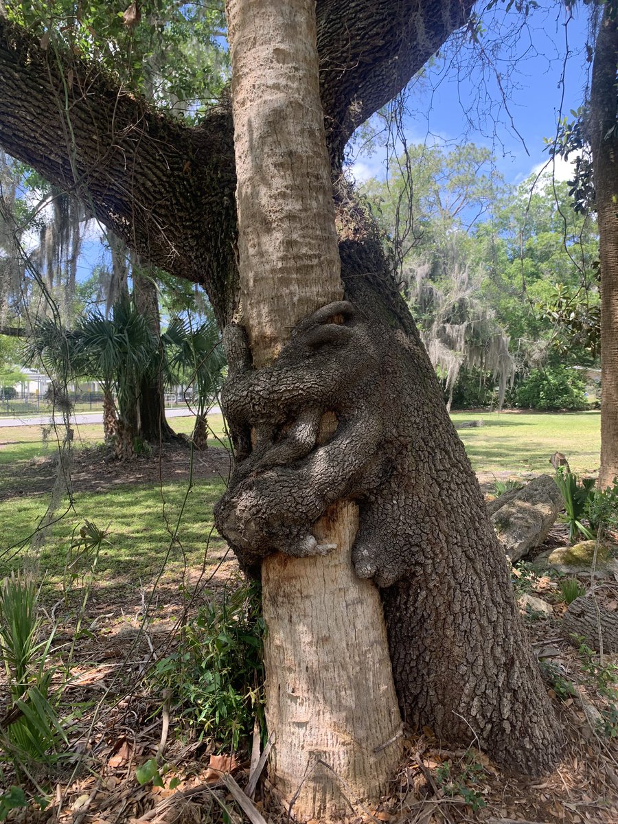 How long you think these two been together? What have they overcame to stay together. Keep growing? A Palm and an Oak. Love. Oak ain’t letting go, Palm, is just fine with that.