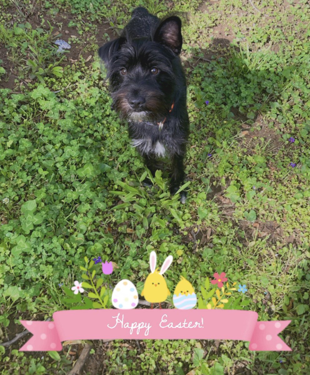 ApolloLovesFun's tweet photo. Happy Easter Everypawdy! 🪺🐇🐣
#SchnauzerGang #myfirsteaster #Easter2022  #doglife #dogsoftwitter https://t.co/OEm3k7JKsV