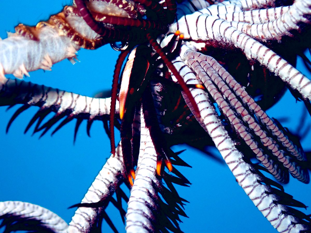 ClaassensLouw's tweet photo. Just look at this pointy nosed, long armed, tiny clawed ball of cuteness! Every time I spot a #featherstar I make sure to look for these tiny #squatlobsters - think it is Allogalathea elegans. #palau #criniod #tinycritters #teaminvert https://t.co/7yMCsfyQnz