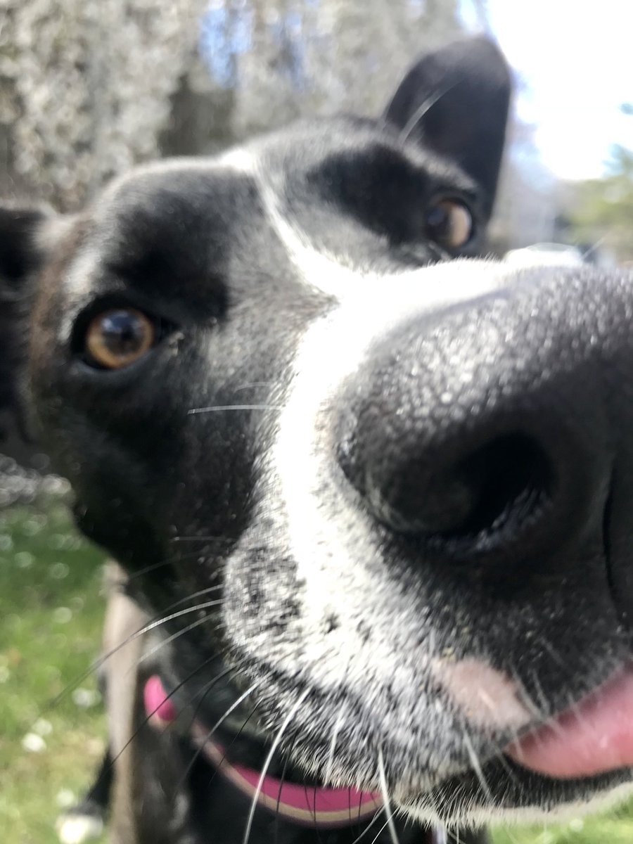 TaylorMonheim's tweet photo. @mpellittieri Zoey loves a good close up 🐾 https://t.co/JfhUf51I1A