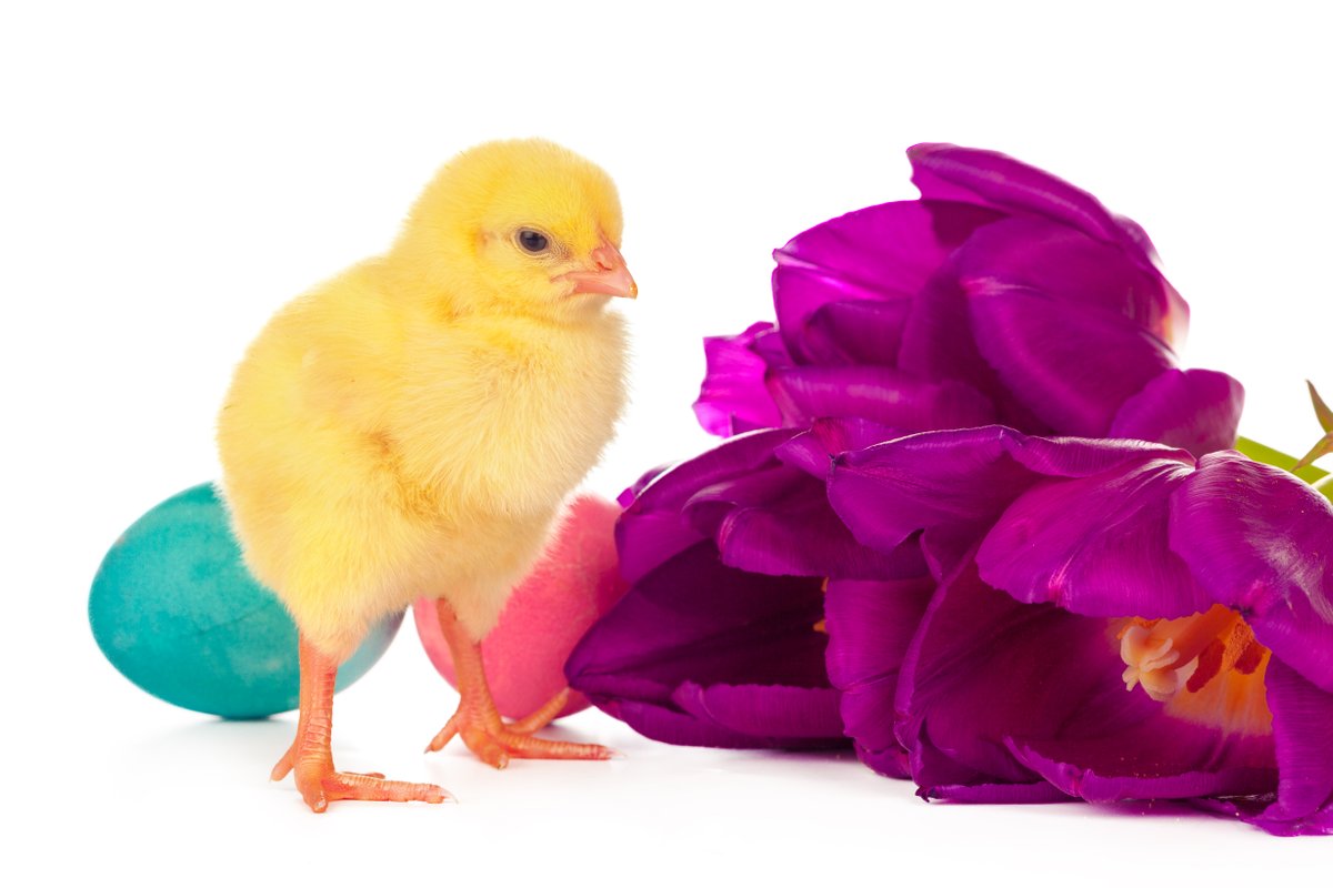 lenneTech's tweet photo. Wir wünschen Euch und Euren Familien frohe und flauschige Ostertage!
Euer https://t.co/pigfe5NbjR Team https://t.co/ADhxrY4N2S