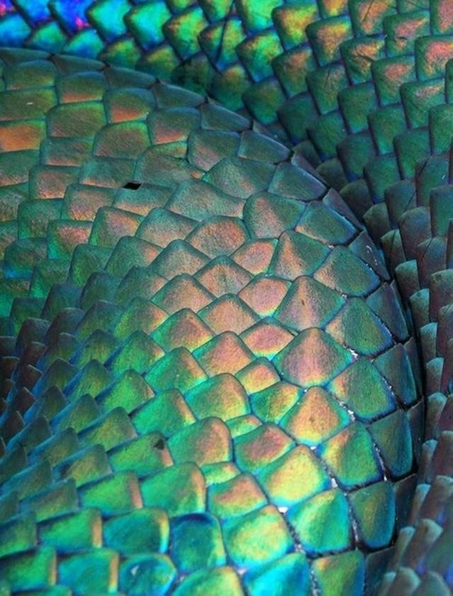 GranSerpiente's tweet photo. ——Después de su largo descanso, el gran Dios volvió entre los hombres ——

• Mitología

• Homosexual

• Fetichista

• Dominante

• +18

—— Arrodillate, mortal, y alaba a tu dios. —— https://t.co/PbtObtxi1M