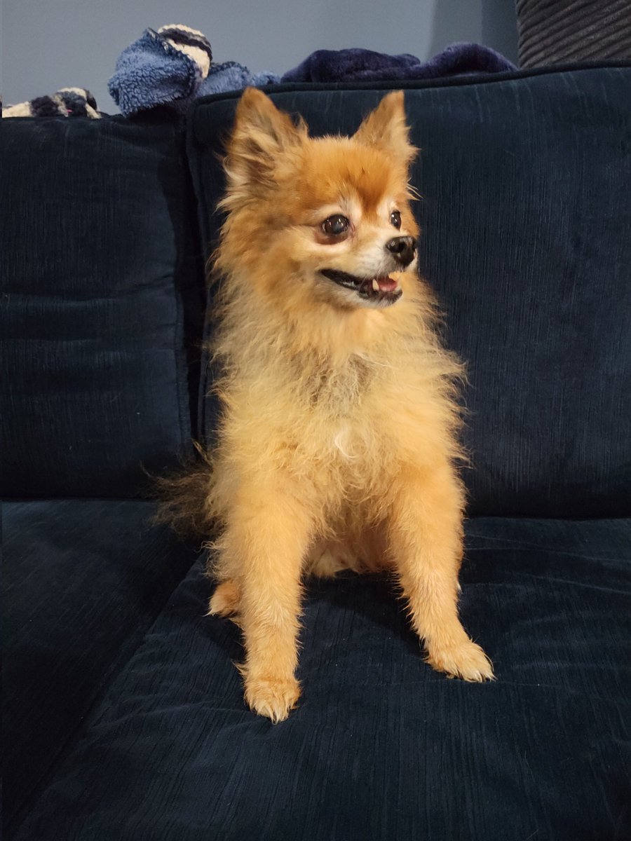 GoHawks_Moon's tweet photo. Welcome our newest #Rescue, 13 years old, to our #Wolfpak. Named her Penny after THE @pennyhendrixx #GoHawks @Seahawks https://t.co/N19RYYLgUT