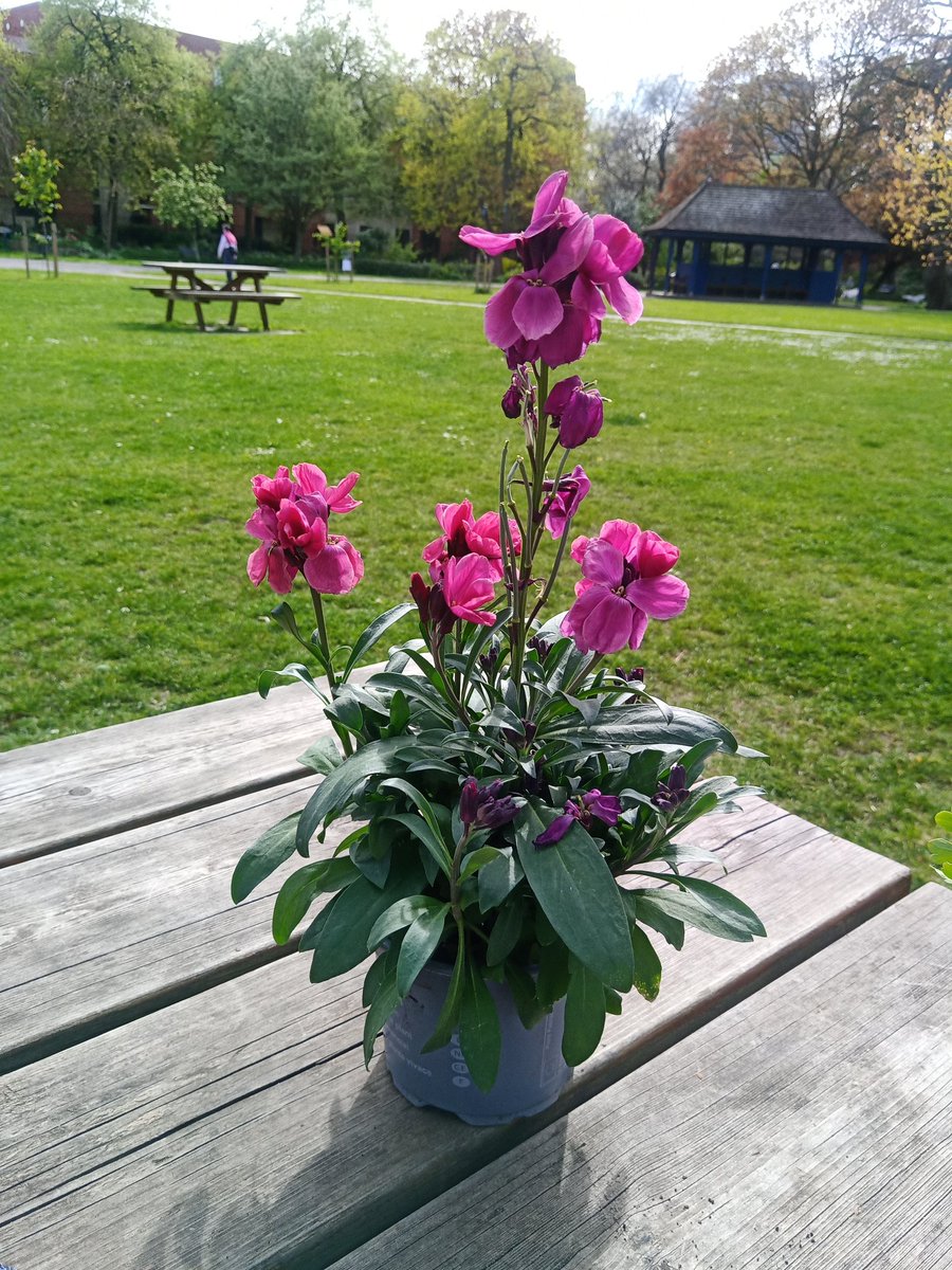 Bought a pretty wallflower for my #Tonbridge wildlife garden from @andy_vauxhall to help bees and butterflies Got great tips. More unusual plants there too!