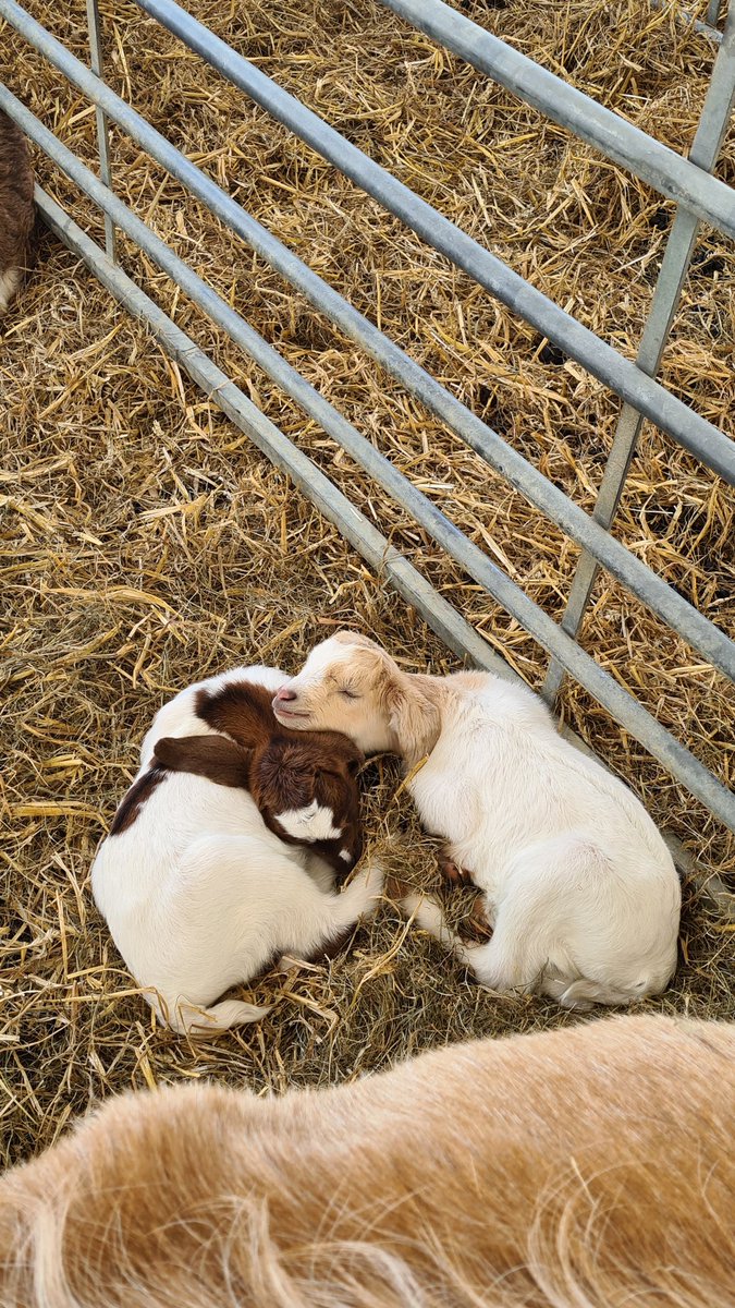 Gorgeous baby goats <a href="/HattonWorld/">Hatton Country World</a>