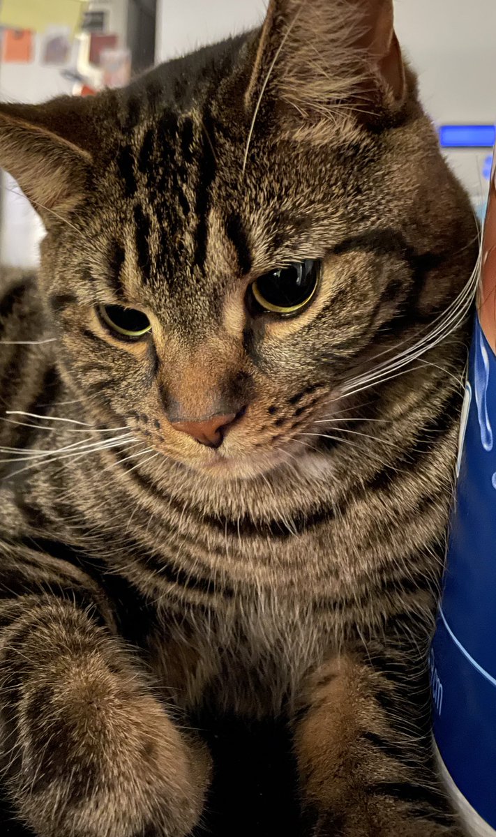 Kitty Nut House tweet media