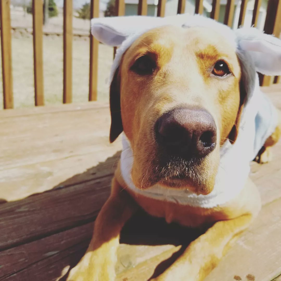 Happy Sunday! Whether you are celebrating Passover, continuing the month of Ramadan or Easter Sunday we hope you have a great day!
Big week ahead!
🎽Tuesday @ DeForest (vs Defo &amp;  Watertown)
🎽Thursday @reedsburgtfxc (Betsy DeMeritt Invite)
#itisagreatdaytobeawarrior 
#coachesdog