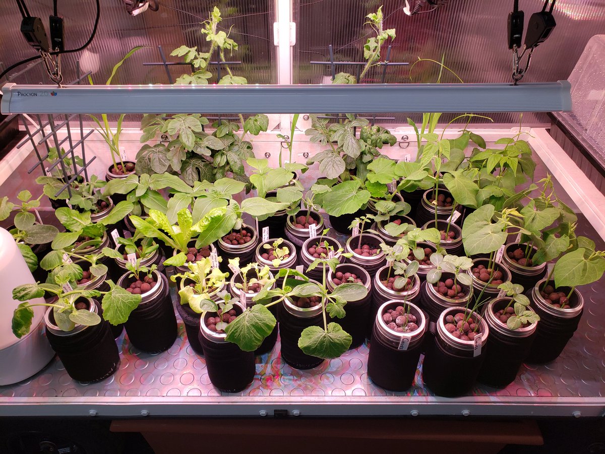 GardenCruisers's tweet image. Look how amazing these are growing! All were started from seed using a modified #KratkyMethod. We've got a huge variety of plants thriving in this Mobile Greenhouse here in #Minnesota, where it snows in the middle of April... #LateFrost isn't a worry for us! #GardeningTwitter