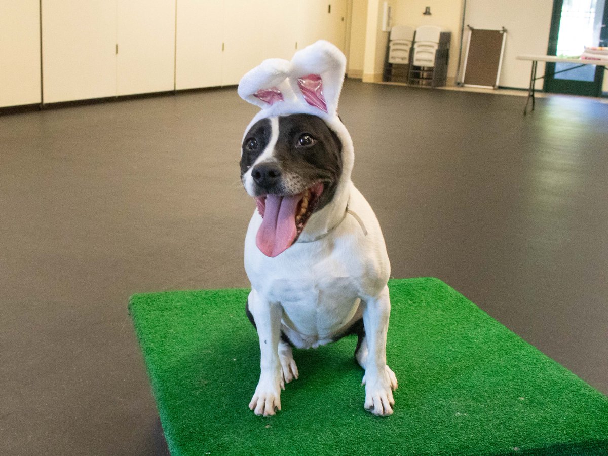 Pasadena Humane tweet media