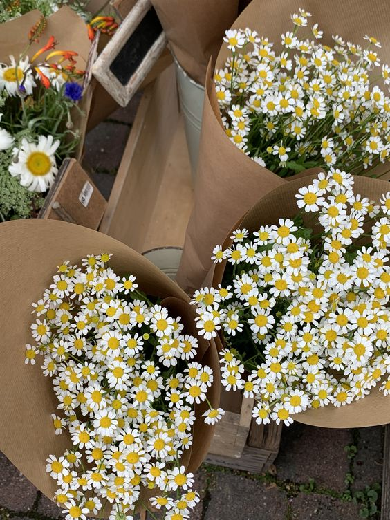 adacatalinaa's tweet photo. daisies https://t.co/P2dDREADH1