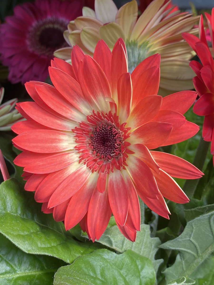 pdxnursery's tweet photo. It feels like they’re something new to see every time you turn around at the nursery this #spring.
#Flowers #portlandnursery #PortlandOregon #Stumptown #portlandia #PDX #CityofRoses #SEPortland #shoplocalpdx #pdxlove #pdxlife https://t.co/uZysIyYjts