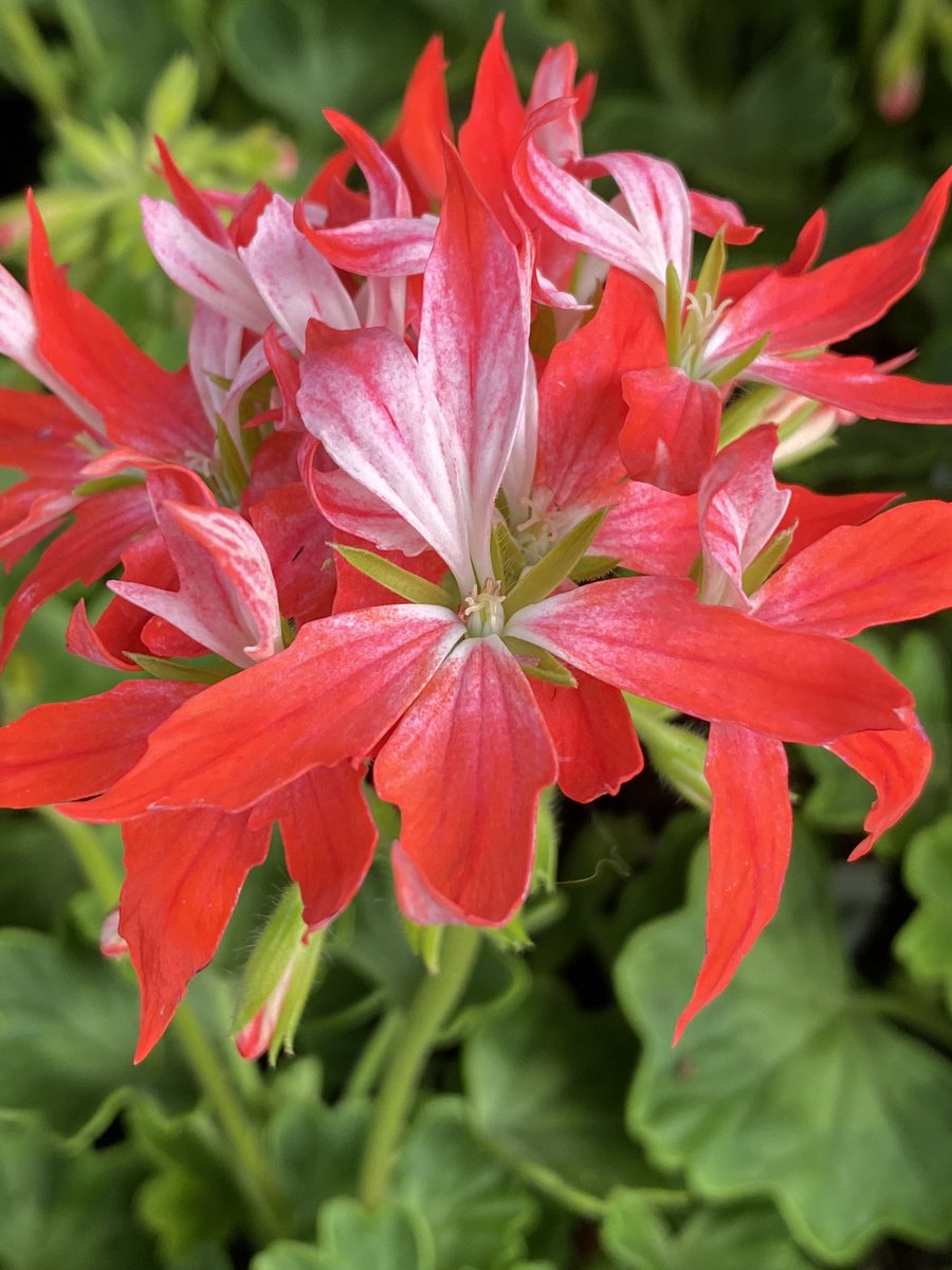 pdxnursery's tweet photo. It feels like they’re something new to see every time you turn around at the nursery this #spring.
#Flowers #portlandnursery #PortlandOregon #Stumptown #portlandia #PDX #CityofRoses #SEPortland #shoplocalpdx #pdxlove #pdxlife https://t.co/uZysIyYjts