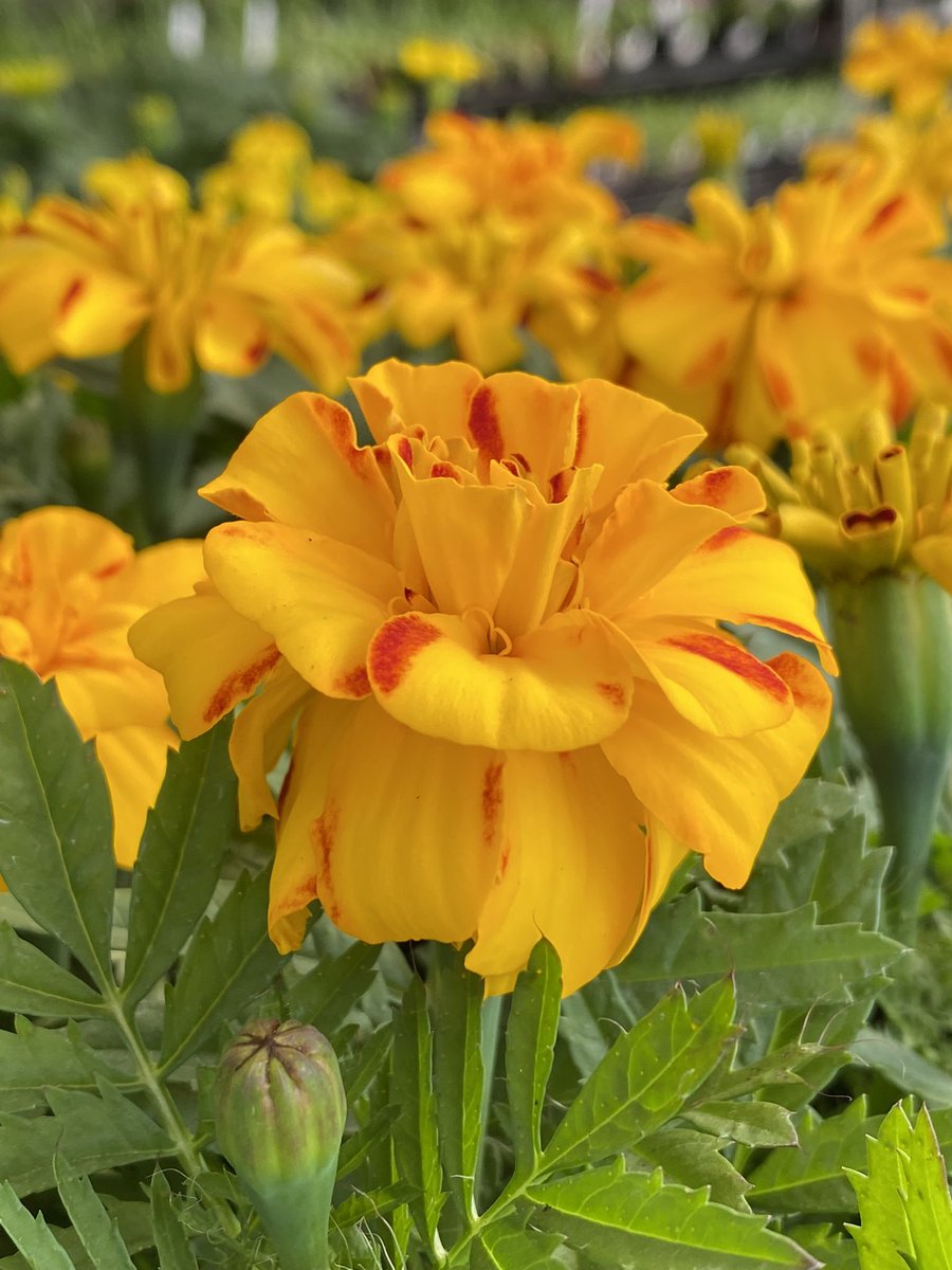 pdxnursery's tweet photo. It feels like they’re something new to see every time you turn around at the nursery this #spring.
#Flowers #portlandnursery #PortlandOregon #Stumptown #portlandia #PDX #CityofRoses #SEPortland #shoplocalpdx #pdxlove #pdxlife https://t.co/uZysIyYjts