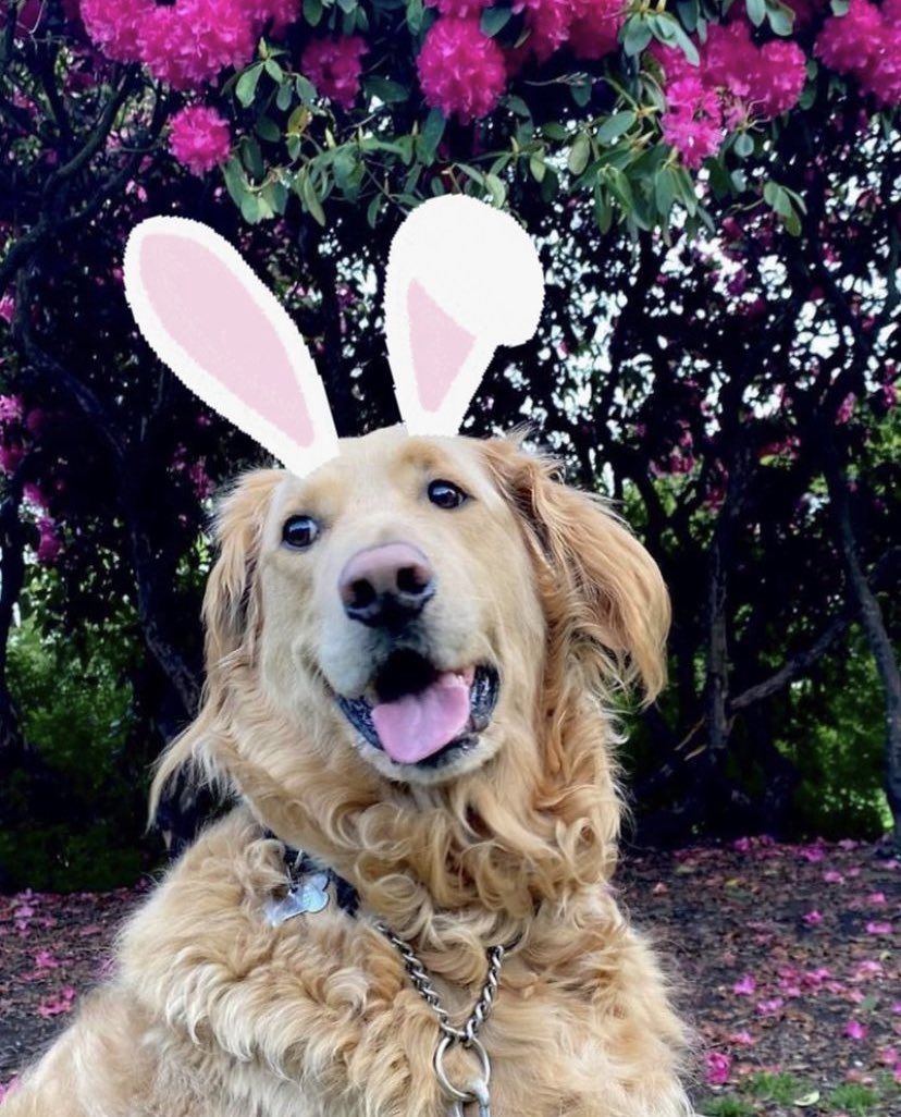 We hope you’re all having a “pawfect” Easter weekend 🐣😆
