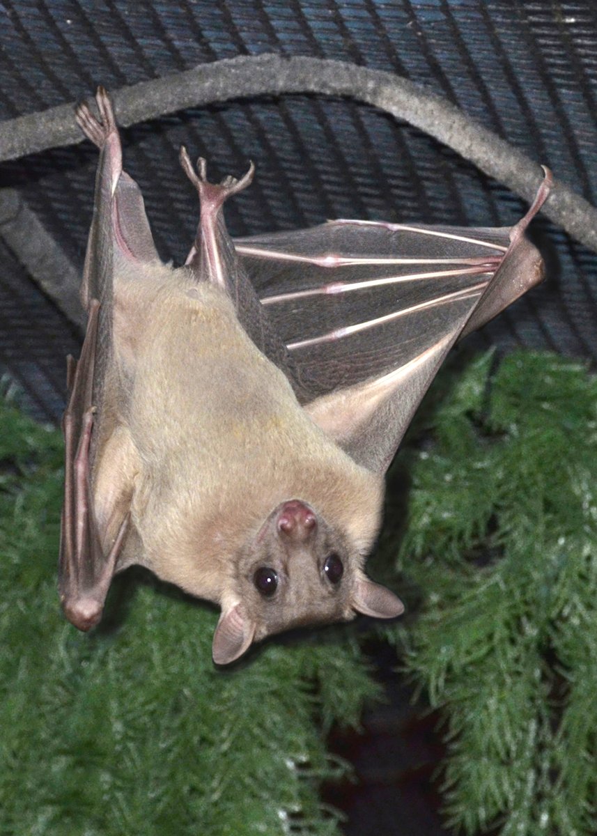 In the lights of today being BAT appreciation day I adopted a fruit Bat, Gizmo. 
You can also sponsor a Bat with the website below!
batworld.org/adopt-a-bat-no…

Happy Bat appreciation day frens!