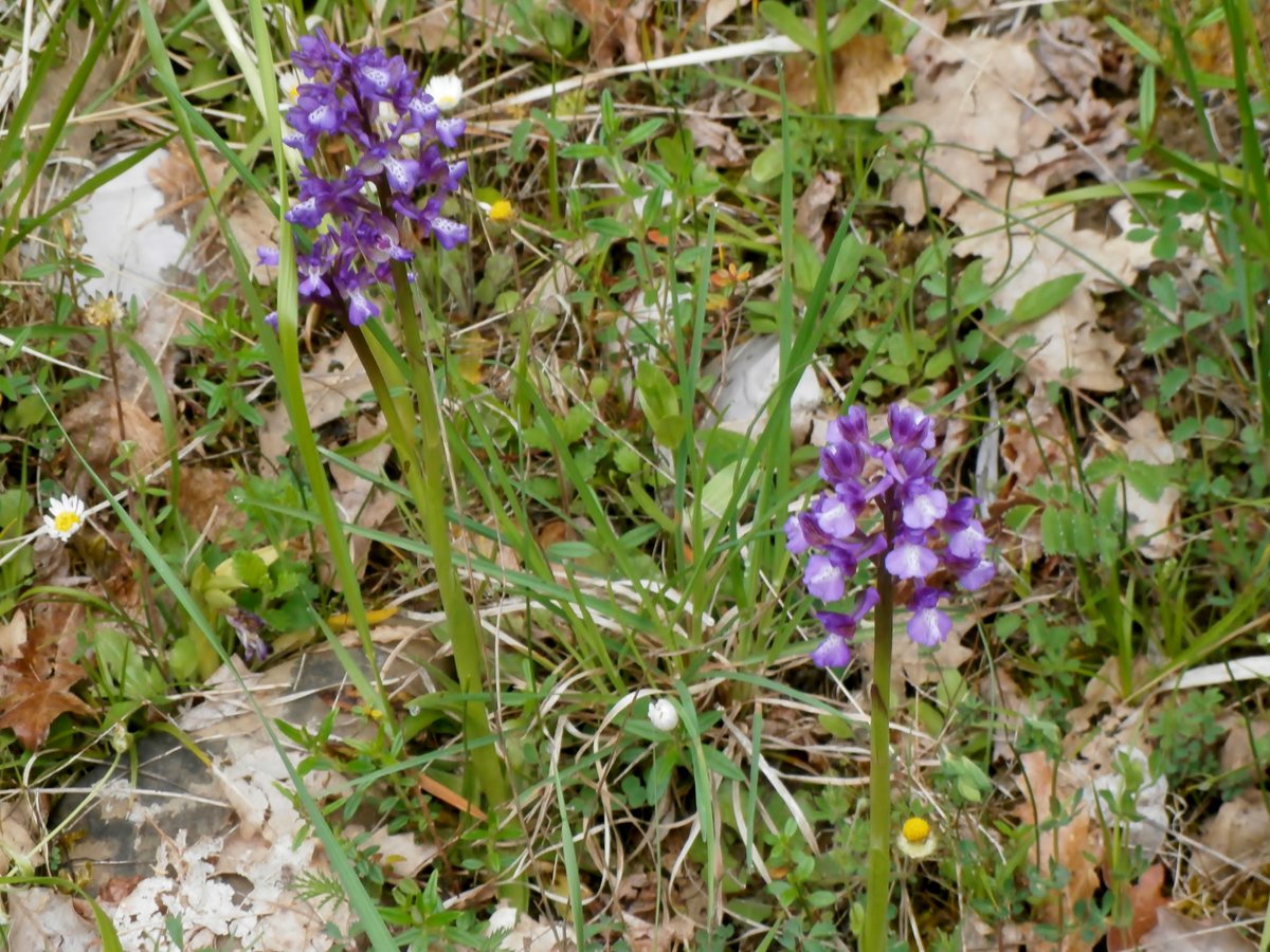 DorsetWriter's tweet photo. #NextMonth #WithLuck #Zagori #Greece #May https://t.co/5KTjx2c0Yy