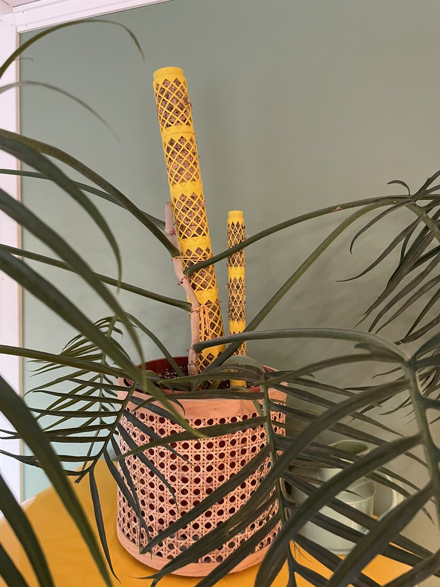 rsletta's tweet photo. Did a scaled down version of this today. Turned out pretty good. Looks cute next to the original. Kind of fun that my prints are dominated by plant accessories. π
#3Dprinting #practical3dprints https://t.co/SLZlmBYBnX