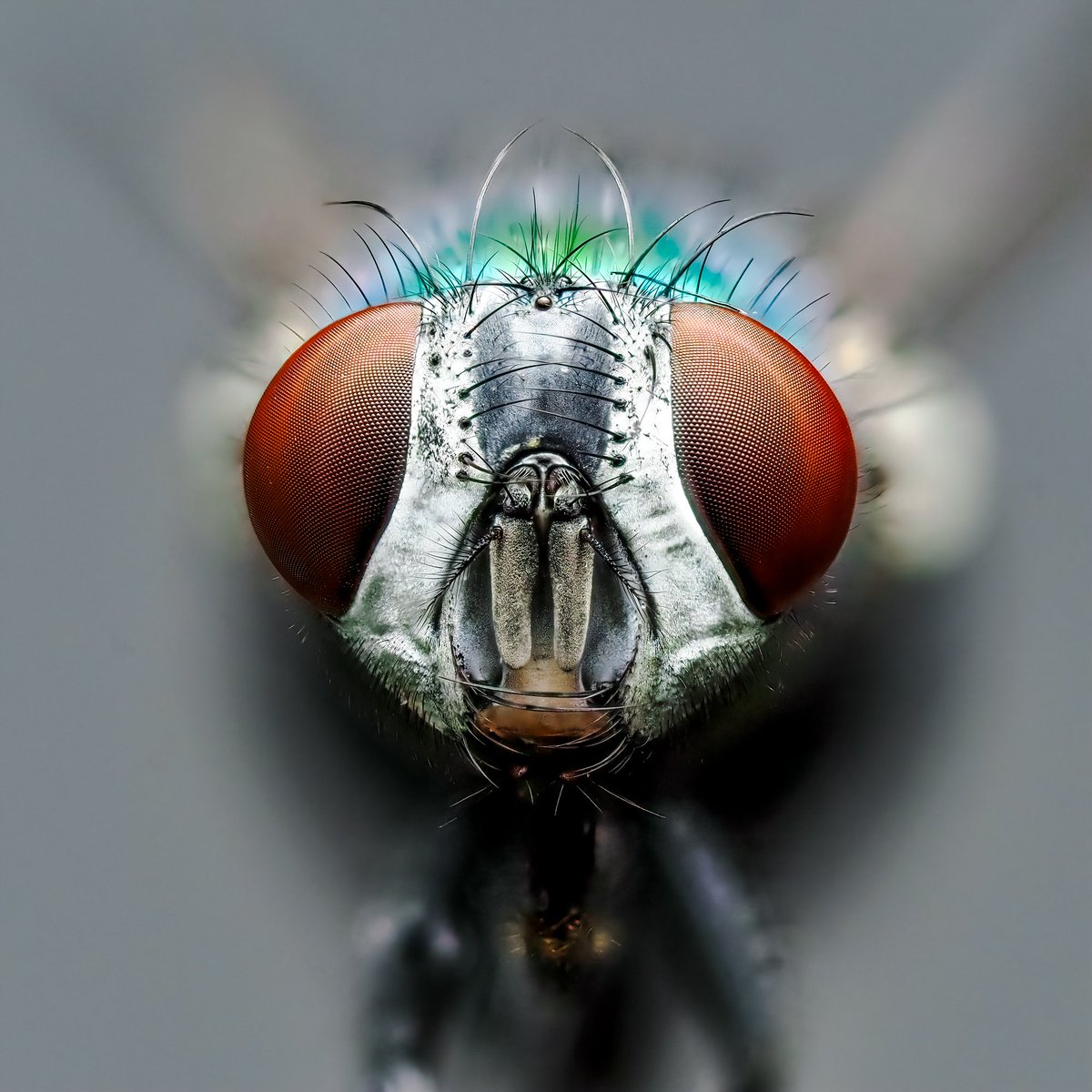 macropit's tweet photo. @Chris_ik_photos The Fly https://t.co/B2IIvjAEaO
